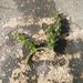 Caulerpa racemosa (FORSKÅL) J. AGARDH 2