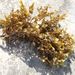 Dictyopteris membranacea (STACKHOUSE) BATTERS