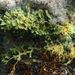 Dictyota dichotoma (HUDSON) LAMOROUX