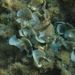 Padina pavonica (L.) THIVY