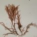 Alsidium corallinum C. AGARDH