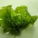 Anadyomene stellata (WULFEN) C. AGARDH