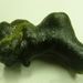 Codium effusum (RAFINESQUE) DELLE CHIAJE