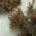 Corallina officinalis L.