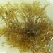 Cystoseira adriatica SAUVAGEAU