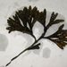 Fucus virsoides (DONATI) J. AGARDH