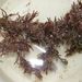 Halopythis incurvus (HUDSON) BATTERS