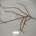 Chondracanthus acicularis (ROTH) FREDERICQ