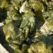 Nostoc commune VAUCHER