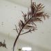 Pterocladiella capillacea (GMELIN)
