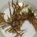 Sargassum vulgare C. AGARDH