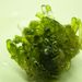 Valonia utricularis  (ROTH) C. AGARDH 2