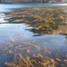 Macrocystis integrifolia Bory