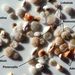Peneroplis, Ephidium, Ammonia, Adelosina, Triloculina