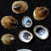 Ancylus fluviatilis O. F. Müller, 1774