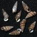 Cochlostoma septemspirale (Razoumowsky, 1789)