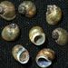 Lithoglyphus naticoides (C. Pfeiffer, 1828)