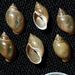 Physella acuta (Draparnaud, 1805) 