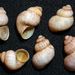 Pomatias elegans (O. F. Müller, 1774)