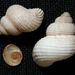 Tudorella sulcata (Draparnaud, 1801)