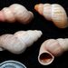 Tudorella ferruginea (Lamarck, 1822)