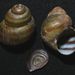 Viviparus acerosus (Bourguignat, 1862) 