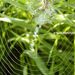Argiope bruennichi (Scopoli, 1772) 