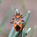 Corizus hyosciami (Linnaeus, 1758)