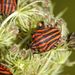 Graphosoma lineatum (Linnaeus, 1758) 