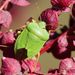 Palomena viridissima (Poda, 1797)
