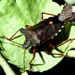 Pentatoma rufipes (Linnaeus, 1758) 

