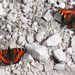 Aglais urticae (Linnaeus, 1758)