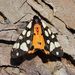 Epicallia villica (Linnaeus, 1758)