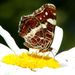 Araschnia levana (Linnaeus, 1758)