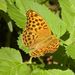 Argynnis paphia (Linnaeus, 1758)