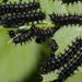 Araschnia levana (Linnaeus, 1758) 
