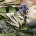Iphiclides podalirius  (Linnaeus, 1758)