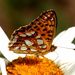 Issoria lathonia  (Linnaeus, 1758) 