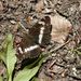 Limenitis camilla (Linnaeus, 1758)