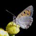 Lycaena phlaeas  (Linnaeus, 1761) 