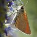 Thymelicus lineola (Ochlosenheimer, 1808) 