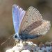 Polyommatus icarus (Rottemburg, 1775)