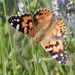Vanessa  cardui (Linnaeus, 1758)