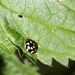 Propylea quatuordecimpunctata (Linnaeus, 1758) 