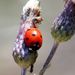 Coccinella septempunctata Linnaeus, 1758  