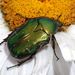 Cetonia aurata (Linnaeus, 1758)