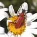 Corymbia rubra (Linnaeus, 1758)