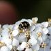 Coccinula quatuordecimpustulata (Linnaeus, 1758)  