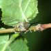 Curculio nucum Linnaeus, 1758