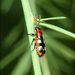 Crioceris asparagi (Linnaeus, 1758)